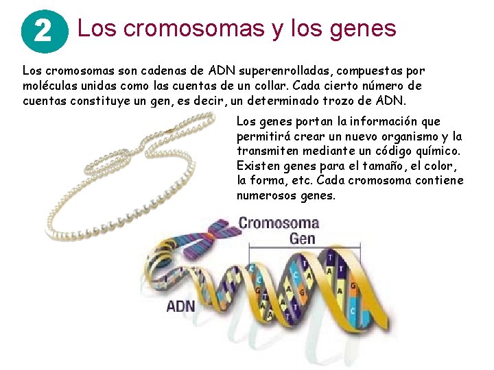 2 Los cromosomas y los genes Los cromosomas son cadenas de ADN superenrolladas, compuestas