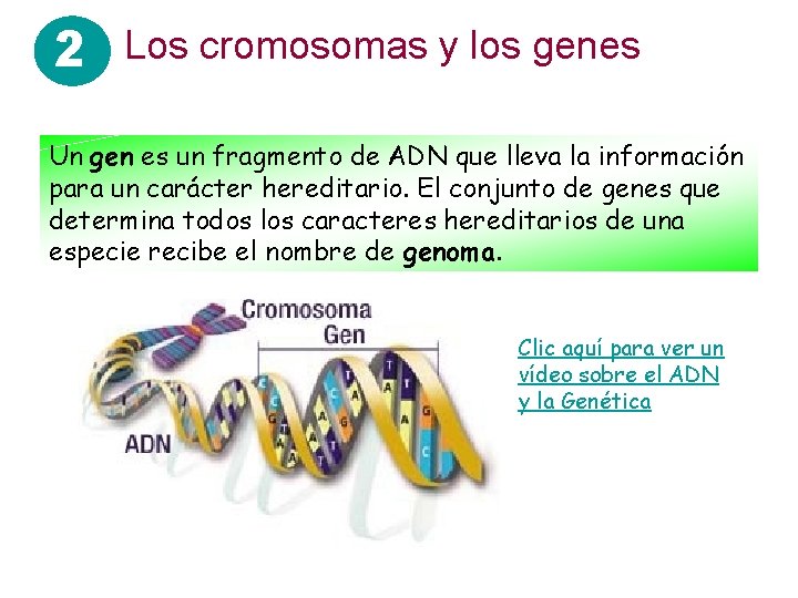 2 Los cromosomas y los genes Un gen es un fragmento de ADN que