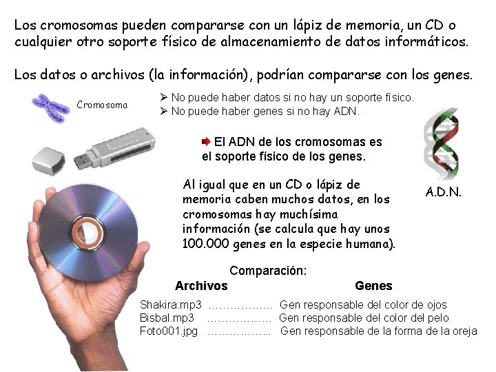 Los cromosomas pueden compararse con un lápiz de memoria, un CD o cualquier otro Los cromosomas pueden compararse con un lápiz de memoria, un CD o cualquier otro