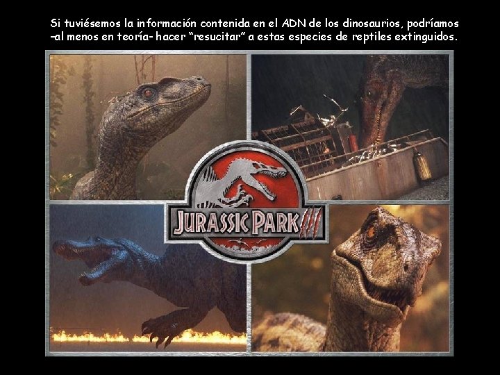 Si tuviésemos la información contenida en el ADN de los dinosaurios, podríamos –al menos Si tuviésemos la información contenida en el ADN de los dinosaurios, podríamos –al menos