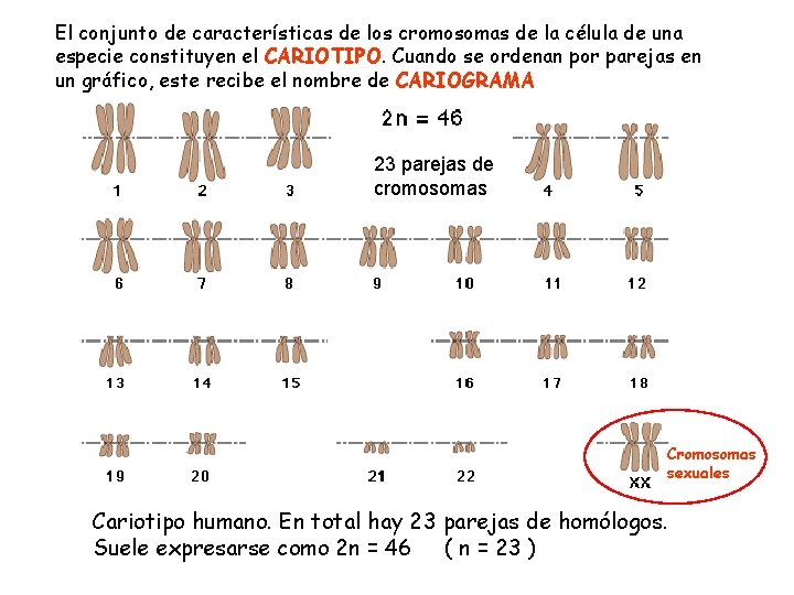 El conjunto de características de los cromosomas de la célula de una especie constituyen