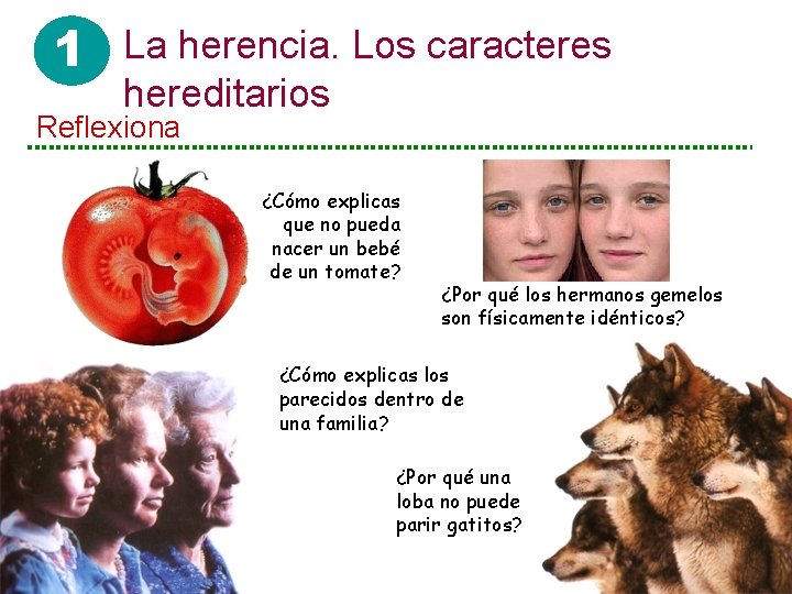 1 La herencia. Los caracteres hereditarios Reflexiona ¿Cómo explicas que no pueda nacer un