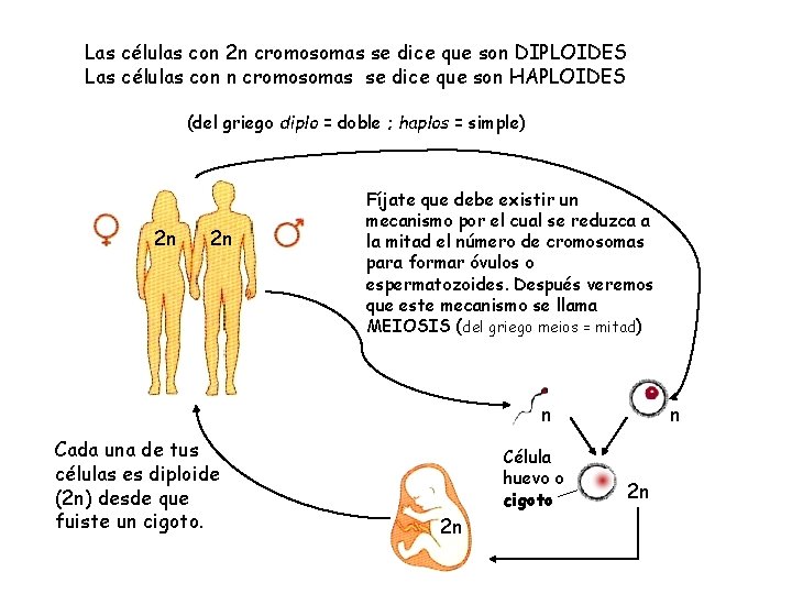 Las células con 2 n cromosomas se dice que son DIPLOIDES Las células con