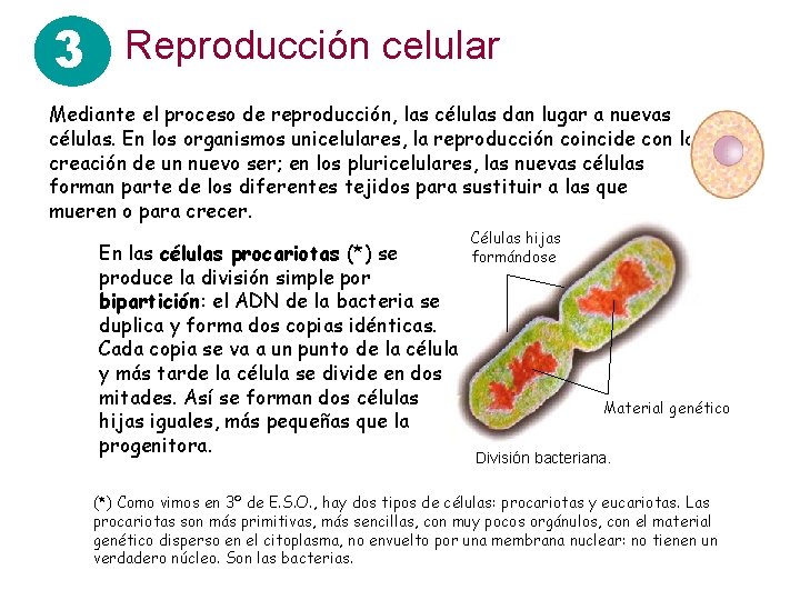 3 Reproducción celular Mediante el proceso de reproducción, las células dan lugar a nuevas