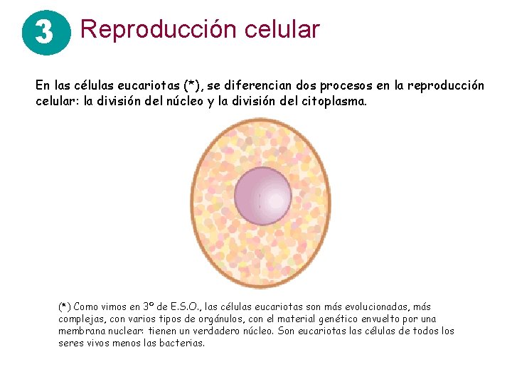 3 Reproducción celular En las células eucariotas (*), se diferencian dos procesos en la