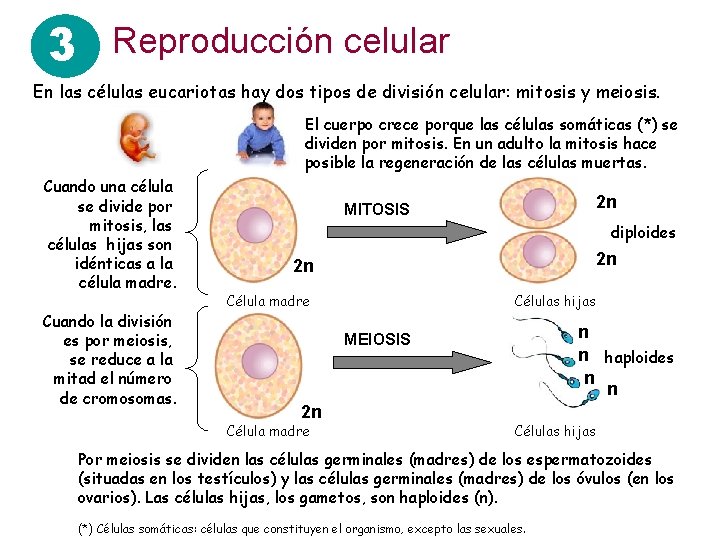 3 Reproducción celular En las células eucariotas hay dos tipos de división celular: mitosis