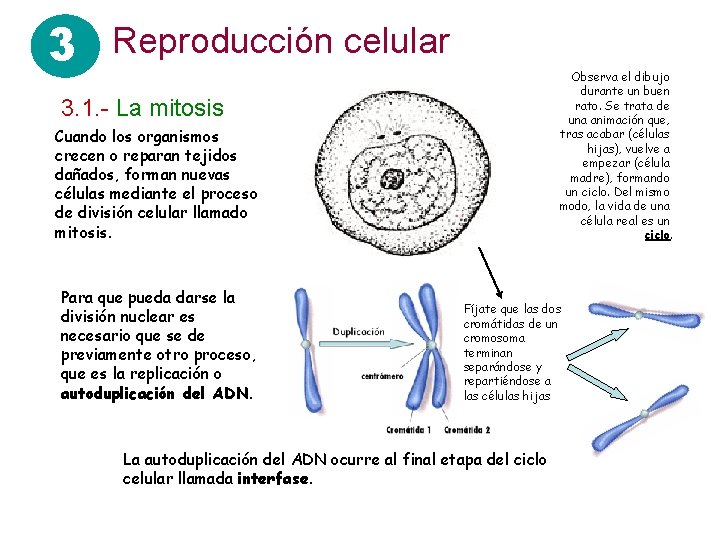 3 Reproducción celular Observa el dibujo durante un buen rato. Se trata de una