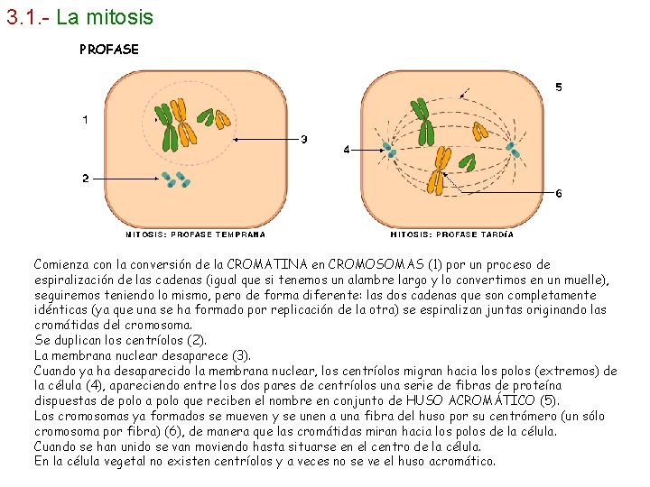 3. 1. - La mitosis PROFASE Comienza con la conversión de la CROMATINA en