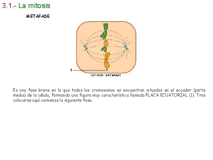 3. 1. - La mitosis METAFASE Es una fase breve en la que todos