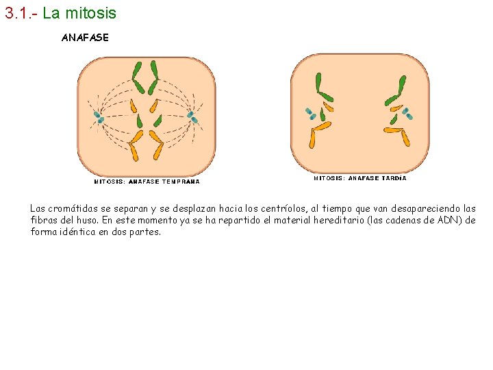 3. 1. - La mitosis ANAFASE Las cromátidas se separan y se desplazan hacia