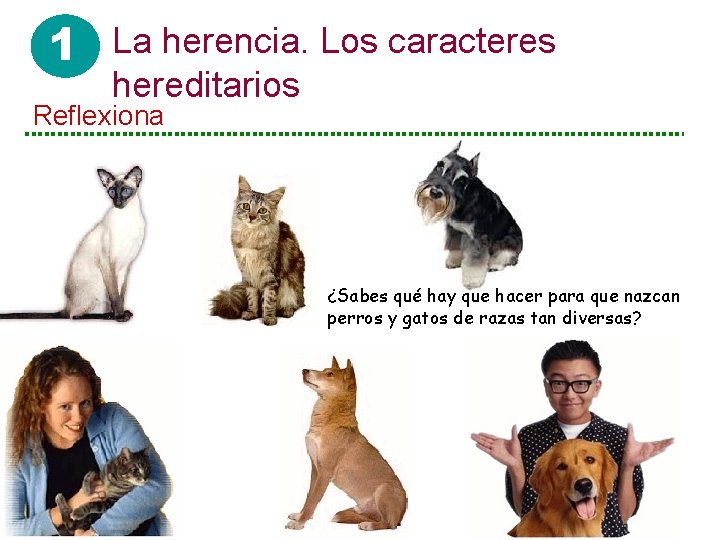 1 La herencia. Los caracteres hereditarios Reflexiona ¿Sabes qué hay que hacer para que 1 La herencia. Los caracteres hereditarios Reflexiona ¿Sabes qué hay que hacer para que
