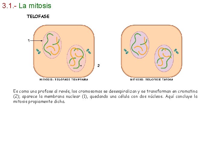 3. 1. - La mitosis TELOFASE Es como una profase al revés, los cromosomas