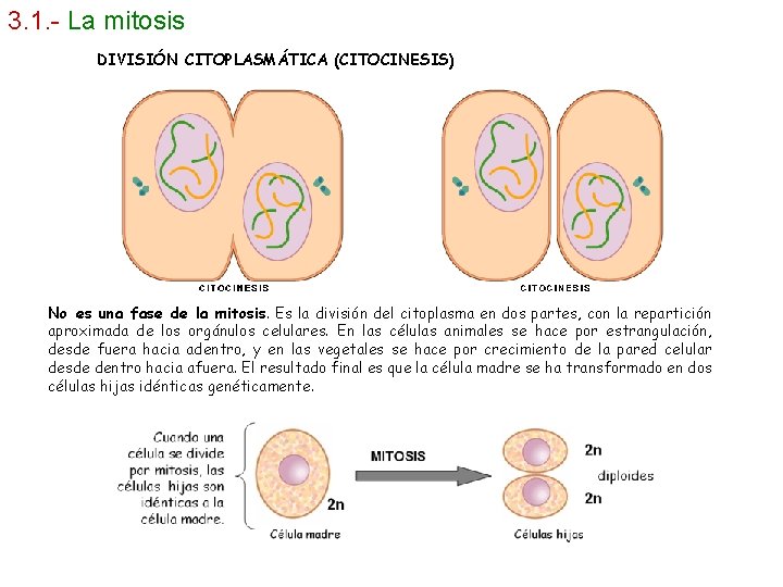 3. 1. - La mitosis DIVISIÓN CITOPLASMÁTICA (CITOCINESIS) No es una fase de la