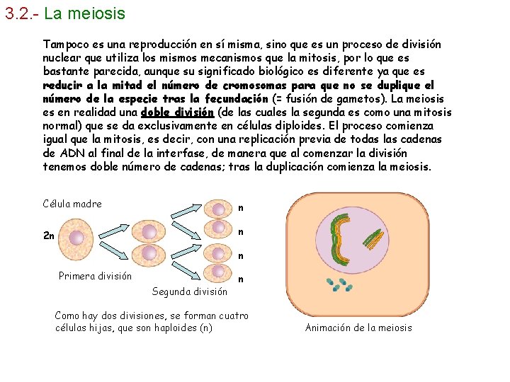 3. 2. - La meiosis Tampoco es una reproducción en sí misma, sino que