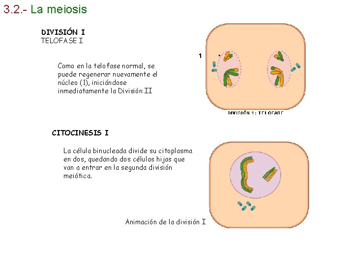 3. 2. - La meiosis DIVISIÓN I TELOFASE I Como en la telofase normal,