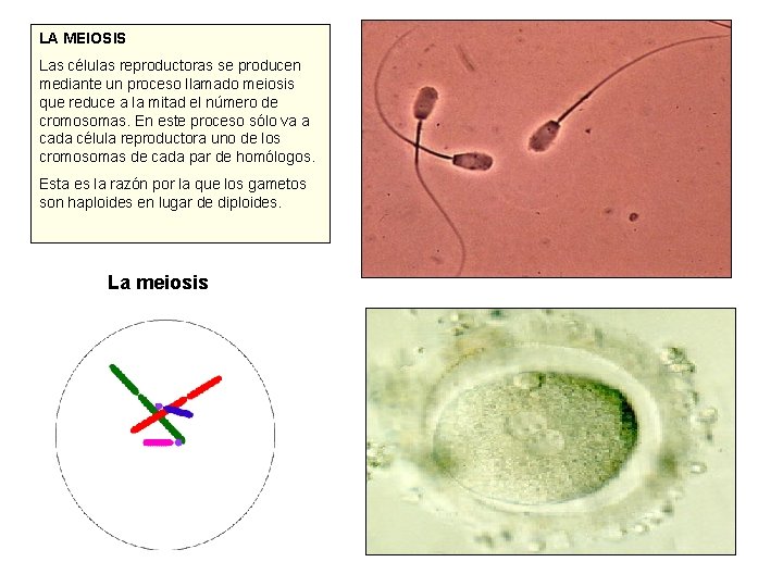 LA MEIOSIS Las células reproductoras se producen mediante un proceso llamado meiosis que reduce