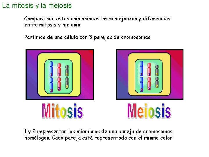 La mitosis y la meiosis Compara con estas animaciones las semejanzas y diferencias entre La mitosis y la meiosis Compara con estas animaciones las semejanzas y diferencias entre