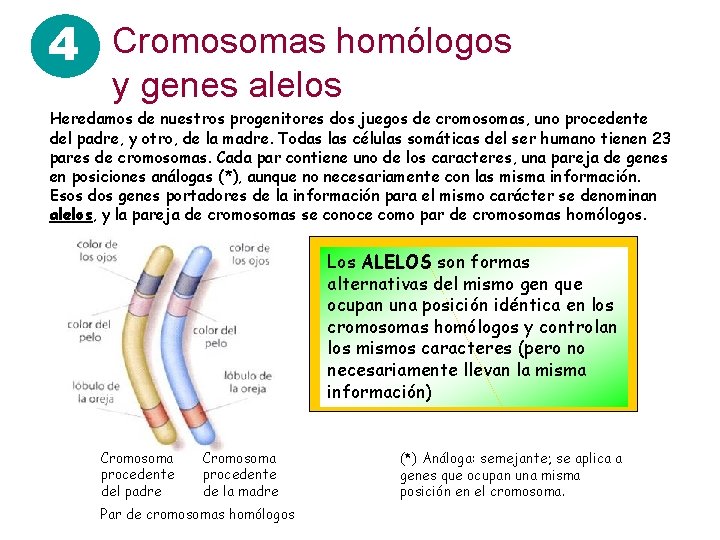 4 Cromosomas homólogos y genes alelos Heredamos de nuestros progenitores dos juegos de cromosomas,