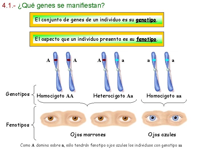 4. 1. - ¿Qué genes se manifiestan? El conjunto de genes de un individuo