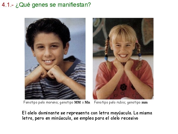 4. 1. - ¿Qué genes se manifiestan? Fenotipo pelo moreno; genotipo MM o Mn