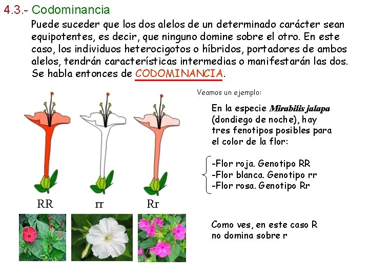 4. 3. - Codominancia Puede suceder que los dos alelos de un determinado carácter 4. 3. - Codominancia Puede suceder que los dos alelos de un determinado carácter