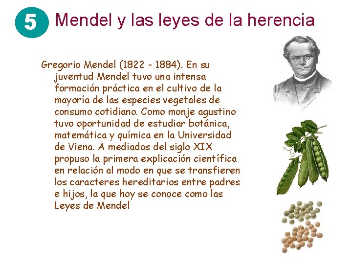 5 Mendel y las leyes de la herencia Gregorio Mendel (1822 - 1884). En