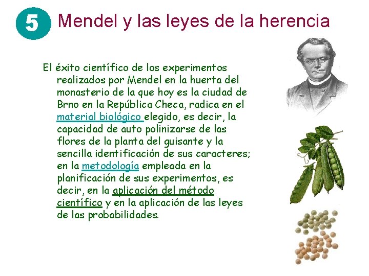 5 Mendel y las leyes de la herencia El éxito científico de los experimentos