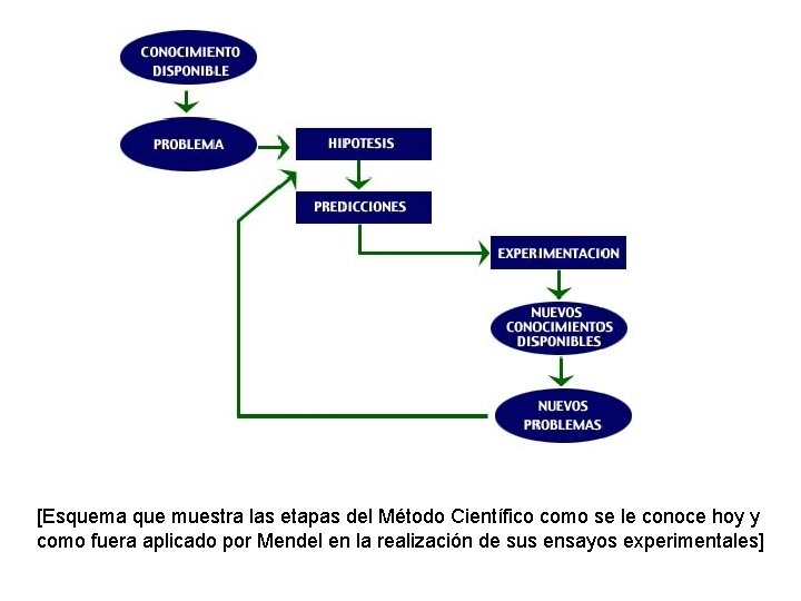 [Esquema que muestra las etapas del Método Científico como se le conoce hoy y