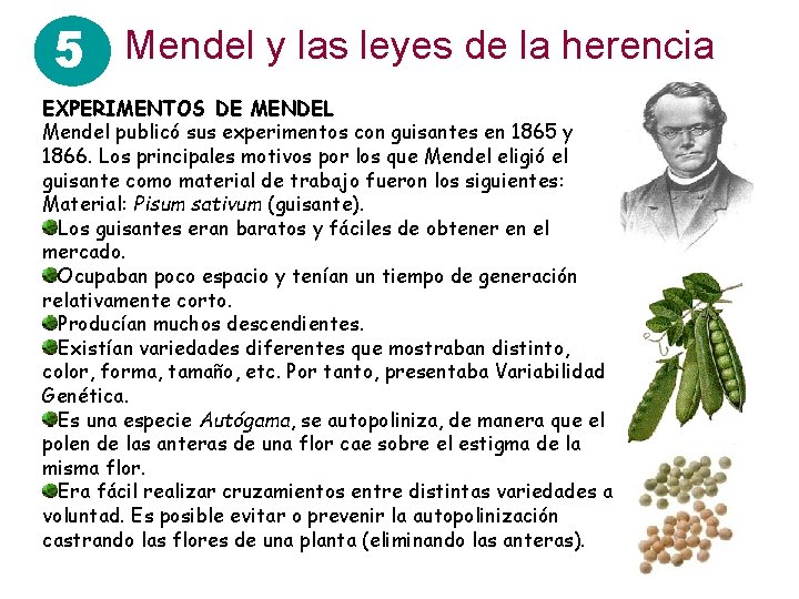 5 Mendel y las leyes de la herencia EXPERIMENTOS DE MENDEL Mendel publicó sus