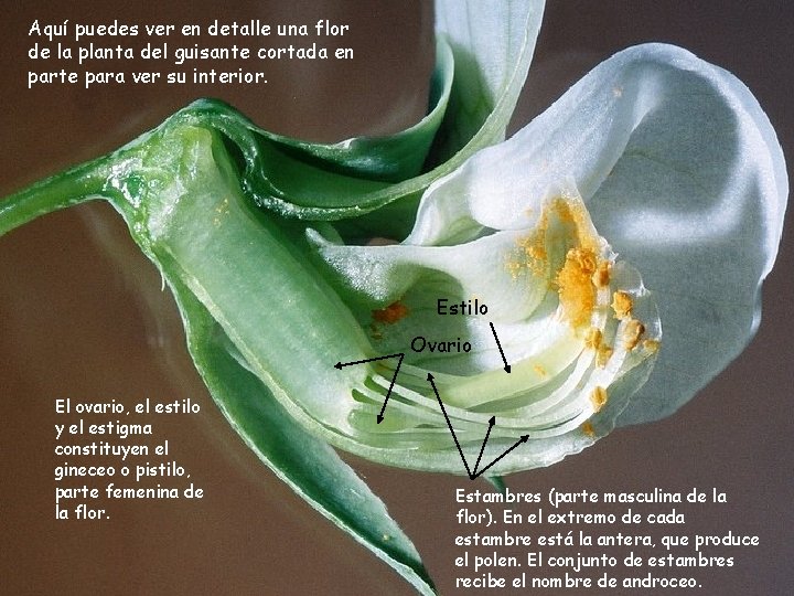 Aquí puedes ver en detalle una flor de la planta del guisante cortada en Aquí puedes ver en detalle una flor de la planta del guisante cortada en