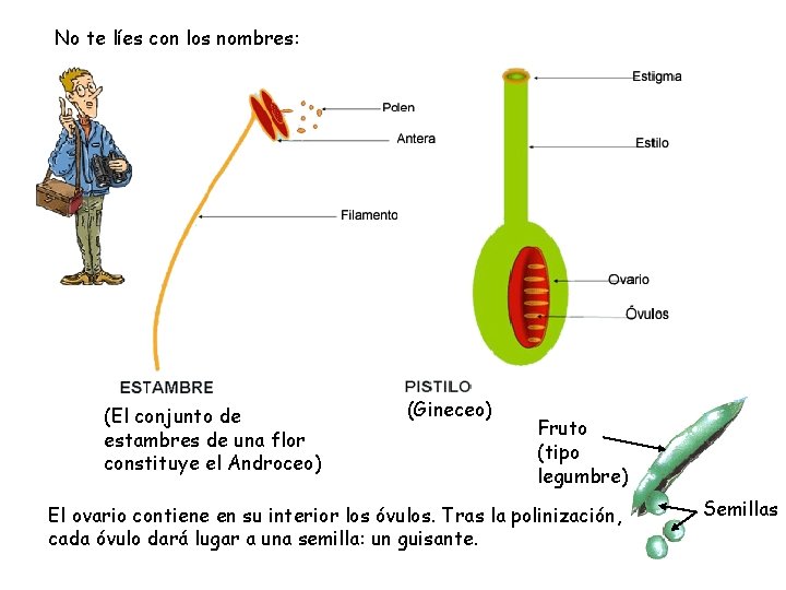 No te líes con los nombres: (El conjunto de estambres de una flor constituye No te líes con los nombres: (El conjunto de estambres de una flor constituye