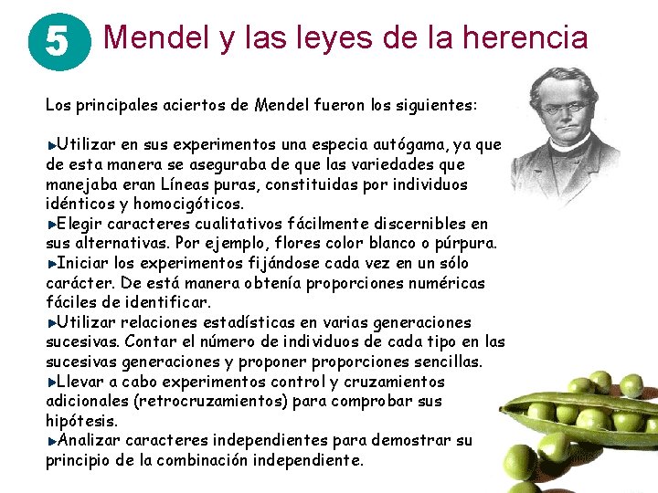 5 Mendel y las leyes de la herencia Los principales aciertos de Mendel fueron