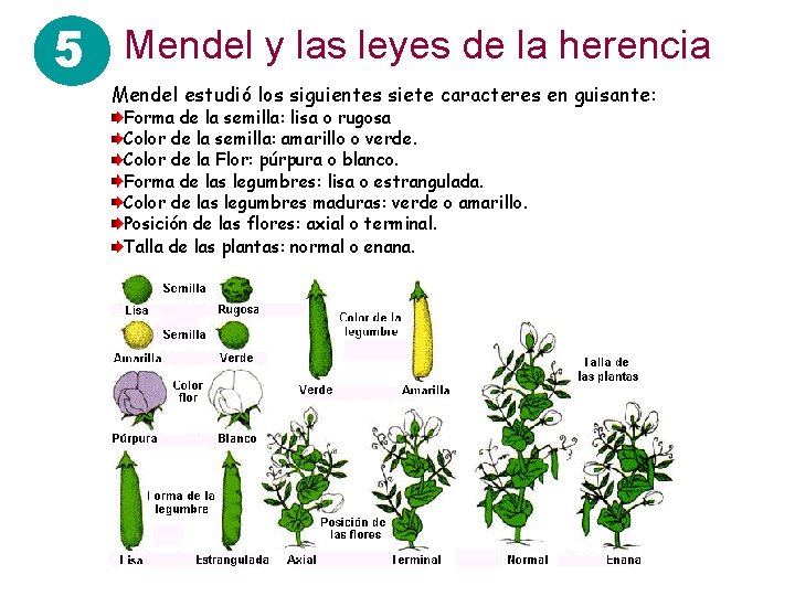 5 Mendel y las leyes de la herencia Mendel estudió los siguientes siete caracteres