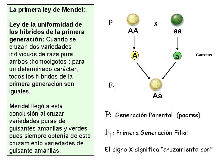 La primera ley de Mendel: . Ley de la uniformidad de los híbridos de
