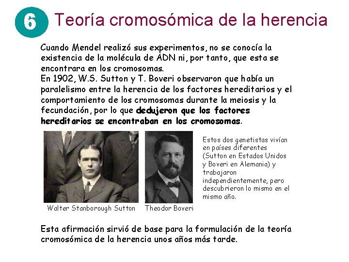 6 Teoría cromosómica de la herencia Cuando Mendel realizó sus experimentos, no se conocía