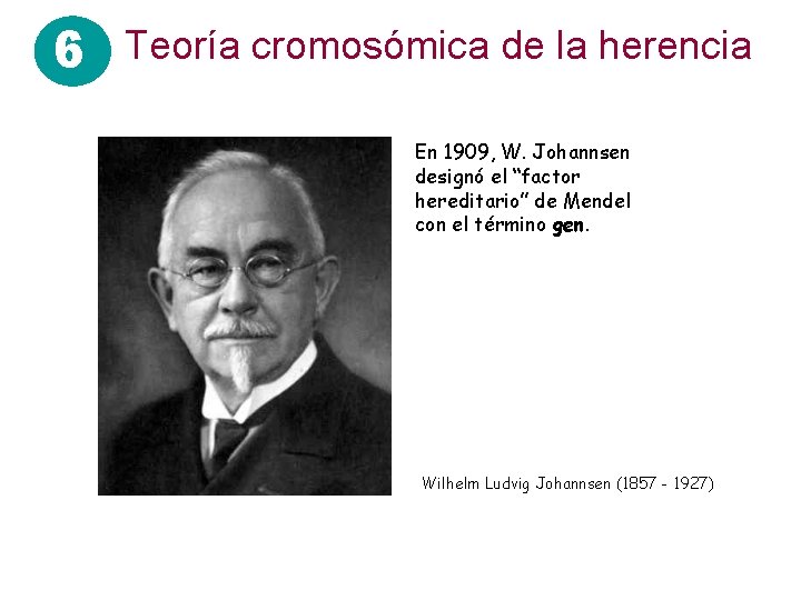 6 Teoría cromosómica de la herencia En 1909, W. Johannsen designó el “factor hereditario”