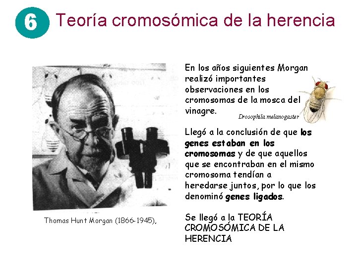 6 Teoría cromosómica de la herencia En los años siguientes Morgan realizó importantes observaciones