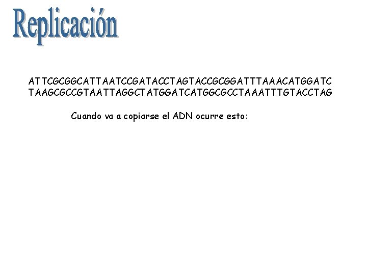 ATTCGCGGCATTAATCCGATACCTAGTACCGCGGATTTAAACATGGATC TAAGCGCCGTAATTAGGCTATGGATCATGGCGCCTAAATTTGTACCTAG Cuando va a copiarse el ADN ocurre esto: 1º se abre la