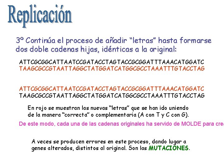 3º Continúa el proceso de añadir “letras” hasta formarse dos doble cadenas hijas, idénticas