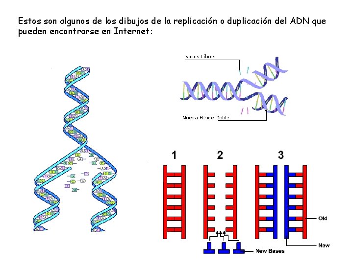 Estos son algunos de los dibujos de la replicación o duplicación del ADN que