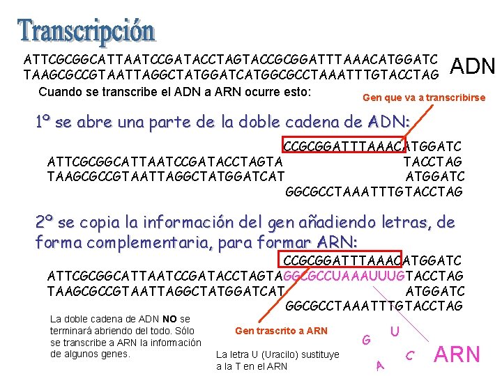 ATTCGCGGCATTAATCCGATACCTAGTACCGCGGATTTAAACATGGATC TAAGCGCCGTAATTAGGCTATGGATCATGGCGCCTAAATTTGTACCTAG Cuando se transcribe el ADN a ARN ocurre esto: Gen que va ATTCGCGGCATTAATCCGATACCTAGTACCGCGGATTTAAACATGGATC TAAGCGCCGTAATTAGGCTATGGATCATGGCGCCTAAATTTGTACCTAG Cuando se transcribe el ADN a ARN ocurre esto: Gen que va