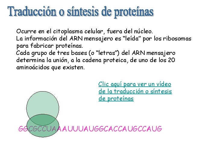 Ocurre en el citoplasma celular, fuera del núcleo. La información del ARN mensajero es