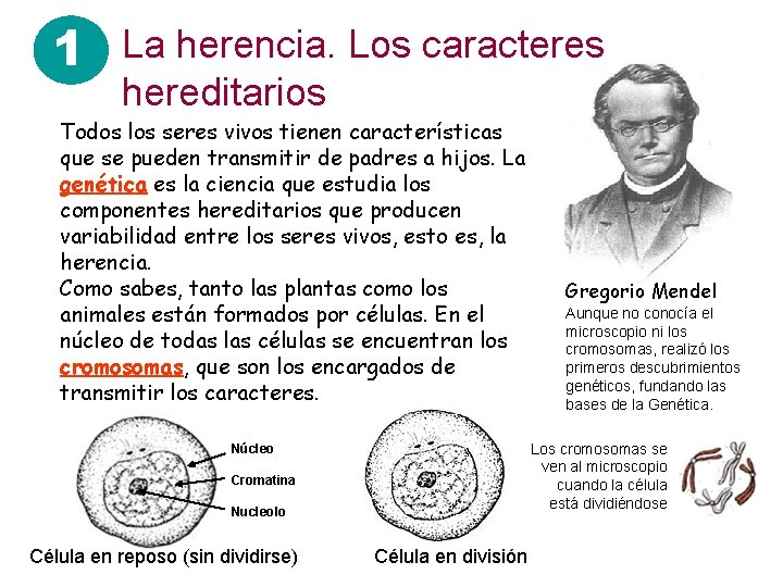 1 La herencia. Los caracteres hereditarios Todos los seres vivos tienen características que se