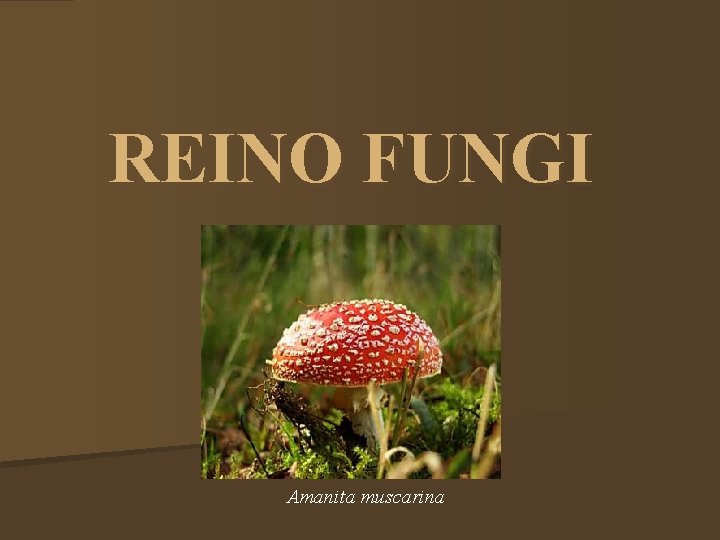 REINO FUNGI Amanita muscarina 