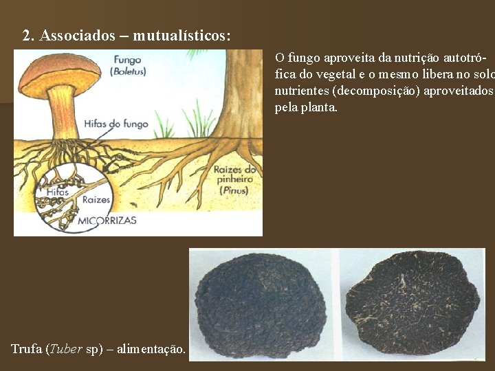 2. Associados – mutualísticos: O fungo aproveita da nutrição autotrófica do vegetal e o