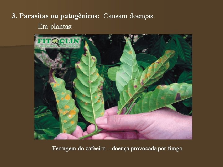 3. Parasitas ou patogênicos: Causam doenças. . Em plantas: Ferrugem do cafeeiro – doença