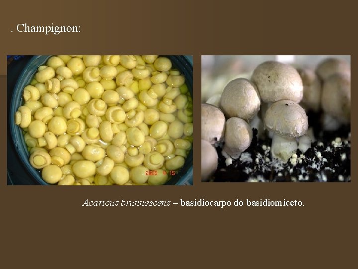 . Champignon: Acaricus brunnescens – basidiocarpo do basidiomiceto. 