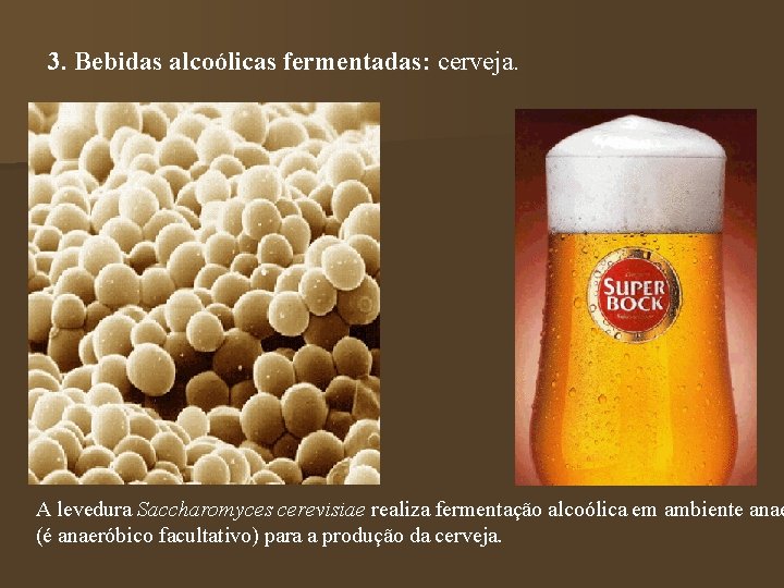 3. Bebidas alcoólicas fermentadas: cerveja. A levedura Saccharomyces cerevisiae realiza fermentação alcoólica em ambiente