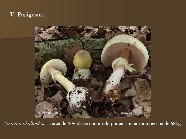 V. Perigosos: Amanita phalloides – cerca de 50 g desse cogumelo podem matar uma V. Perigosos: Amanita phalloides – cerca de 50 g desse cogumelo podem matar uma