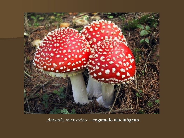 Amanita muscarina – cogumelo alucinógeno. 